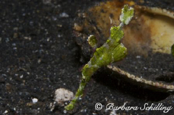 Seaweed Ghostpipefish in Lembeh Strait. by Barbara Schilling 